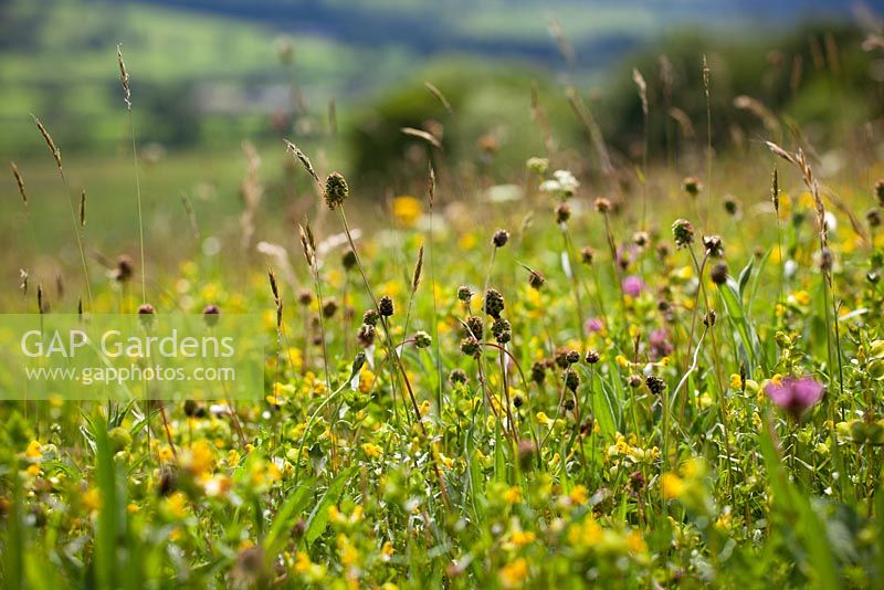Yellow rattle, Red Clover and Salad Burnet in a field in Yorkshire - Rhinanthus minor, Sanguisorba minor