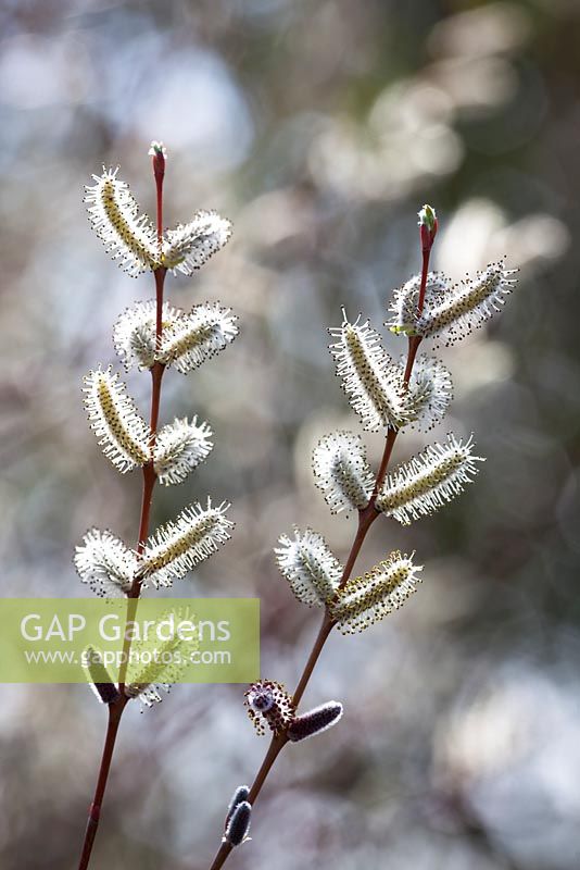 Catkins of Salix purpurea 'Nancy Saunders' - Willow
