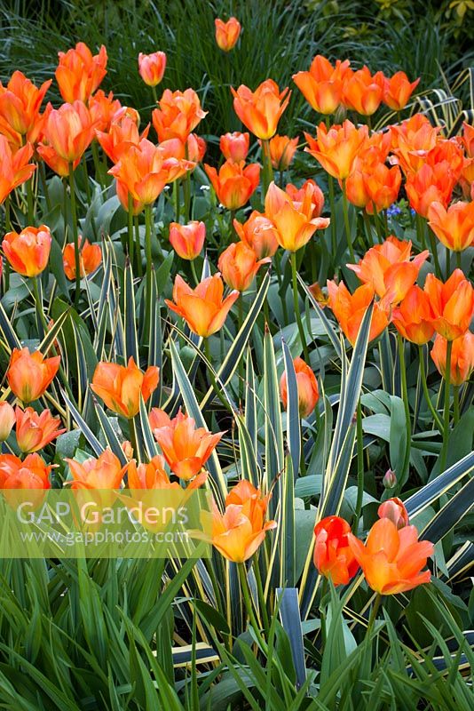 Tulipa 'Orange Emperor' with Yucca filamentosa 'Bright Edge'