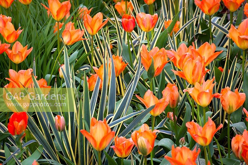 Tulipa 'Orange Emperor' with Yucca filamentosa 'Bright Edge'