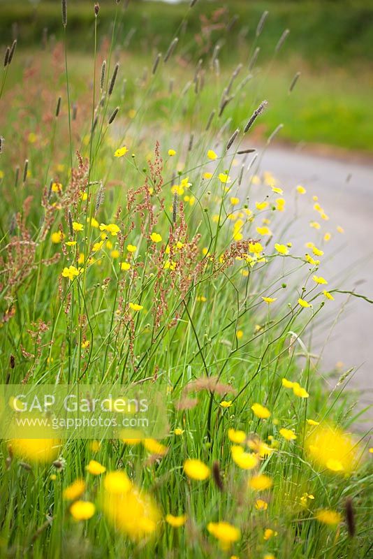 Buttercups and sorrel on lane verge. Ranunculus acris