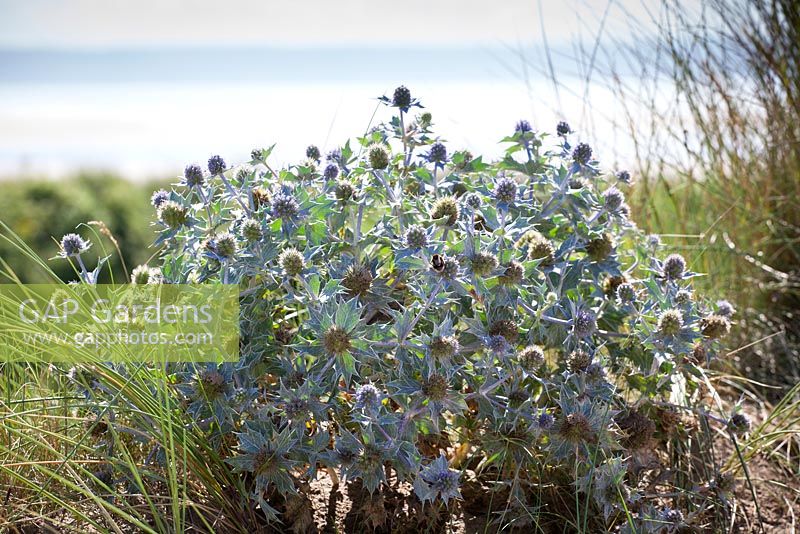 Sea Holly growing wild in the sand dunes at Braunton Burrows, Devon. Eryngium maritimum