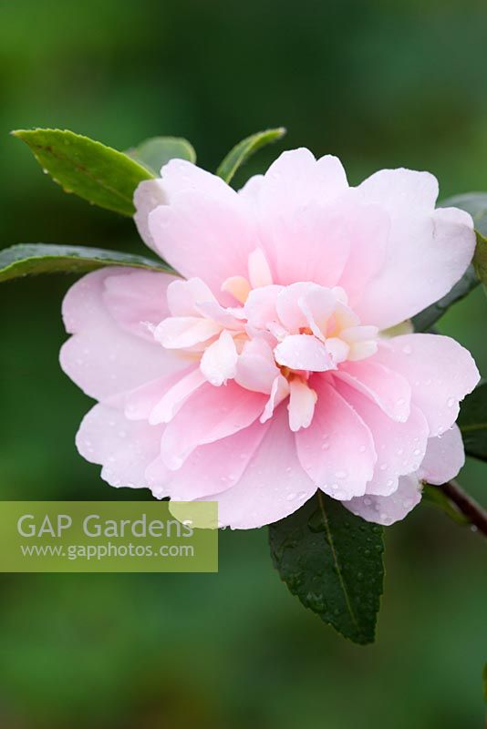 Camellia sasanqua 'Jean May' AGM