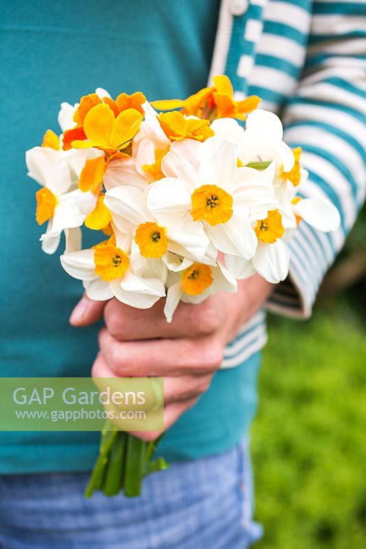 Woman holding bouquet of Narcissi 'Geranium' and Wallflower 'Sunset Orange'