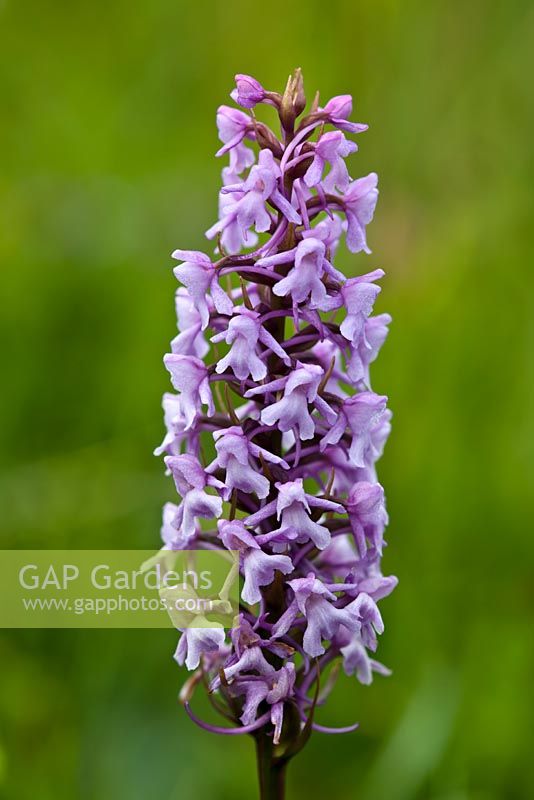 Gymnadenia conopsea - Fragrant orchid 