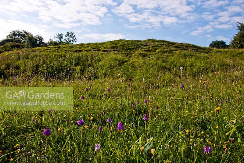 Meadow - Noar Hill, Selborne, Hampshire - Gilbert White nature reserve