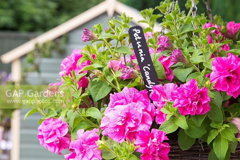Painted black and white label in hanging basket of Petunia