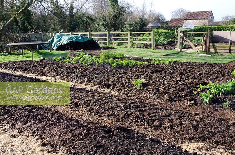 Newly prepared beds with manure added - no dig system