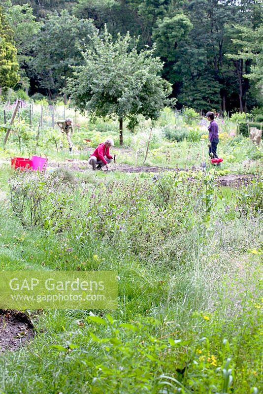 Volunteers gardening at the plot of Kweekland, Arnhem, the Netherlands.