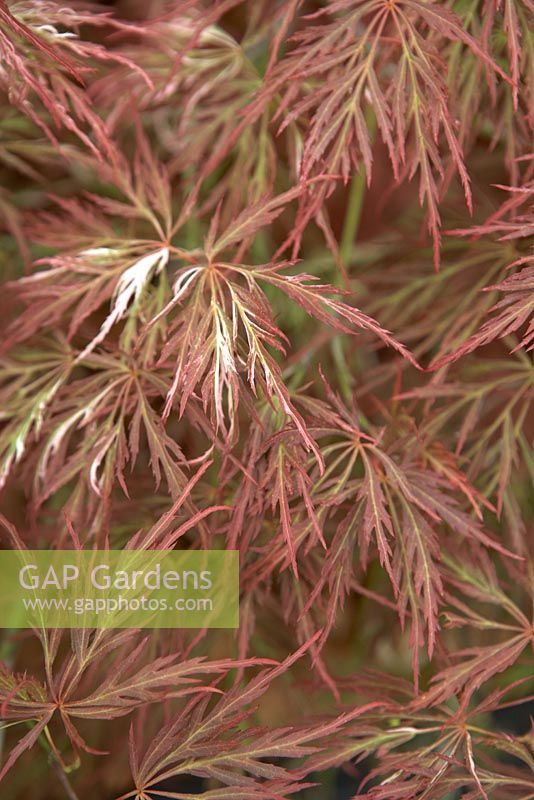 Acer palmatum dissectum 'Beni-shidare Tri-colour'