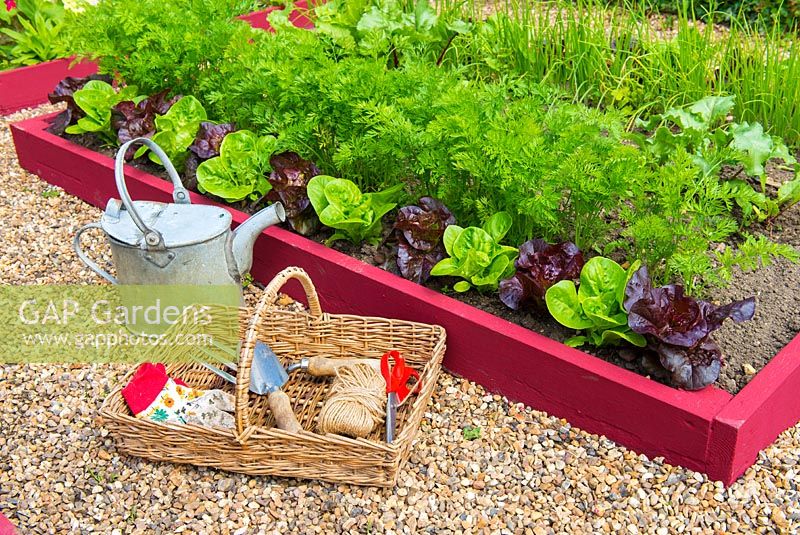 Small raised beds with Lettuces 'Dazzle' and 'Little gem pearl' and Carrots 'Resistafly'. With wicker trug and hand tools. England, June
