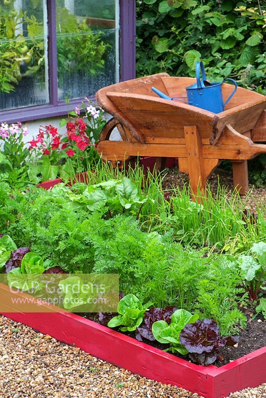 Brightly painted raised beds with Lettuces 'Dazzle' and 'Little gem pearl' and Carrots 'Resistafly', England, June
