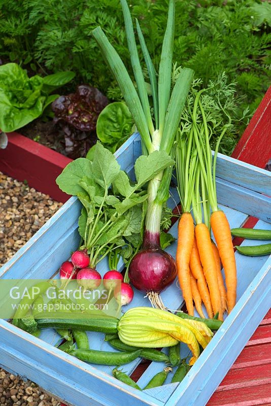 Blue wooden tray of fresh vegetables - Carrots 'Early nantes 5', Peas 'Kelvedon wonder', Courgette 'Defender' and Onion 'Red baron'