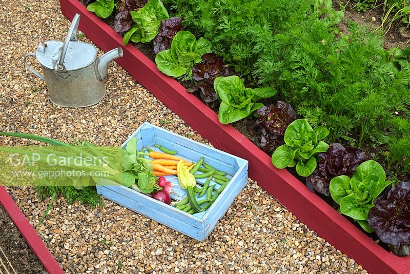 Blue wooden tray of fresh vegetables - Carrots 'Early nantes 5', Peas 'Kelvedon wonder', Courgette 'Defender' and Onion 'Red baron' 
