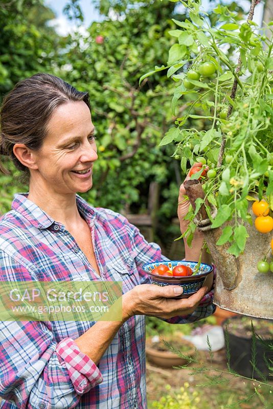 Woman harvesting Tomato 'Tumbling Tom' planted in in an old metal watering can
 