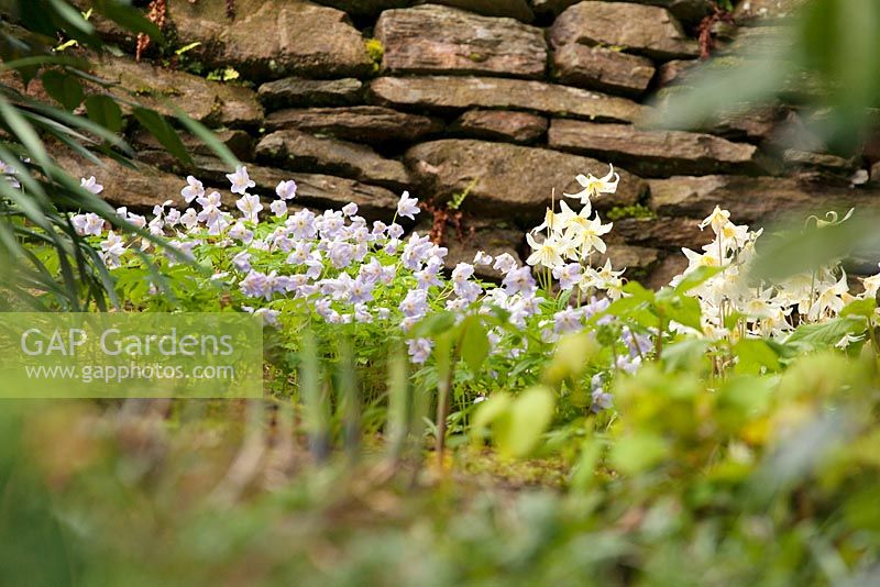 Erythroniums and Anemone nemorosa - Dog-tooth violet and wood anemone