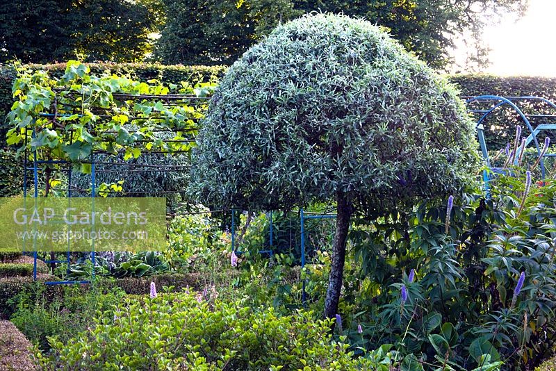 Pyrus topiary