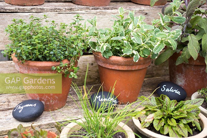 Thymus, Mentha and Salvia labels in use