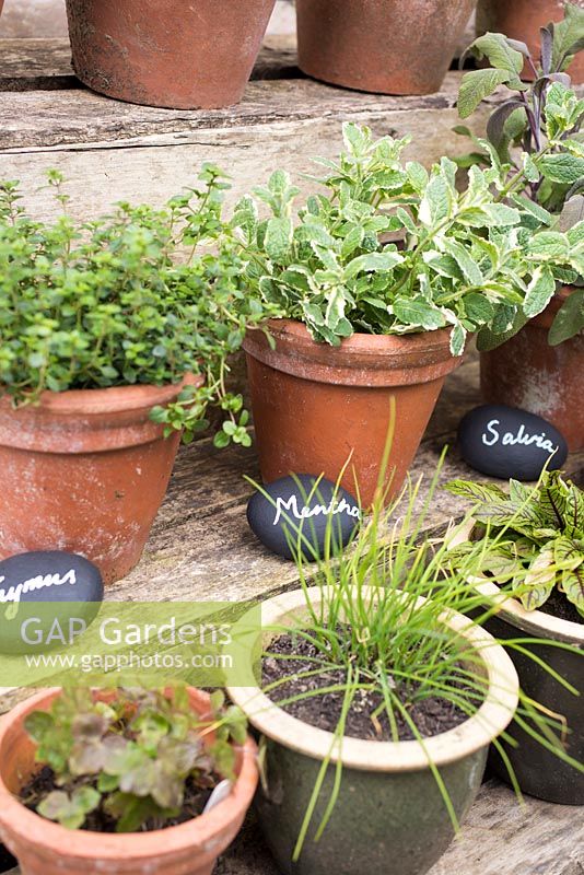 Thymus, Mentha and Salvia labels in use