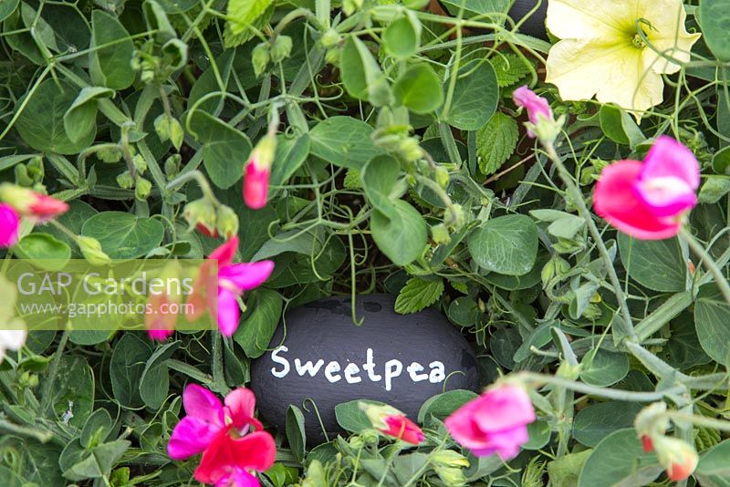 Sweetpea label in use