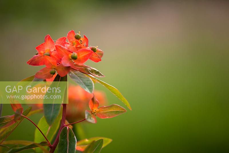 Euphorbia griffithii 'Fireglow' 