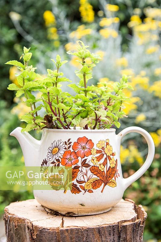 Successful propagation of Mint in a teapot