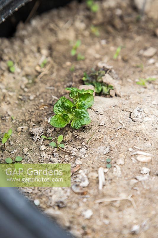 Potato plant emerging through soil
