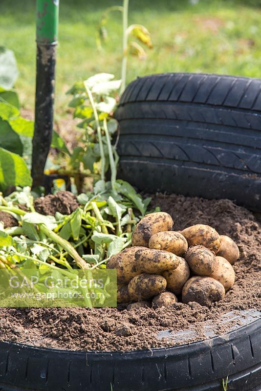 Potatoes harvested from tyres