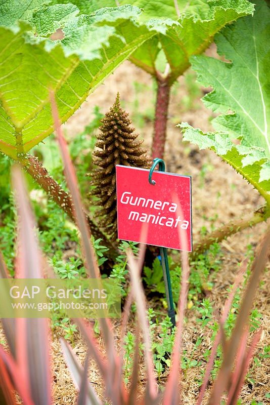 Title: Peches Virtuels. Gunnera manicata with red label