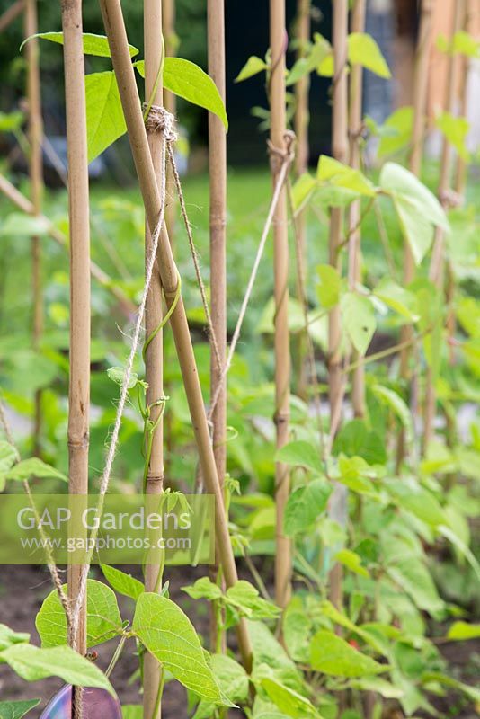 Beans trailing along garden canes. 