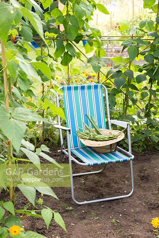 Harvest of Runner Bean 'Wisley Magic' in a straw hat, on a deck chair. 