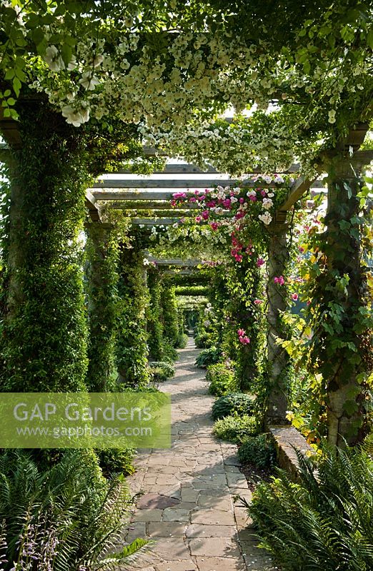 Pergola with climbing roses and clematis 
