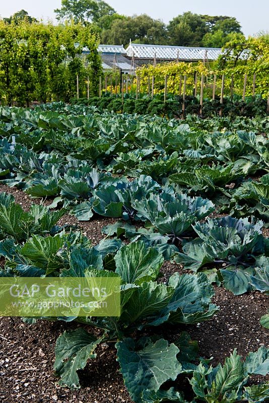 Rows of cabbage varieties in kitchen garden 