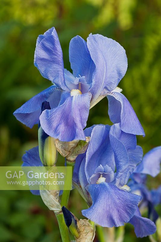 Iris germanica 'Blue Rhythm' 