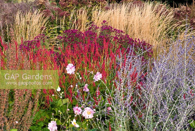 Autumn border of Perennials and Grasses, September. Ornamental grasses with pink and purple flowers. 