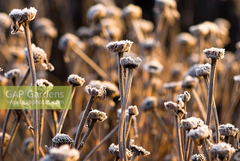 Aster x frikartii 'Monch', Frost Flower. Seedheads covered in frost. 