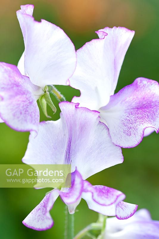 Lathyrus odoratus Sir Jimmy Shand, Sweet Pea. Summer. White and purple scented flower. 