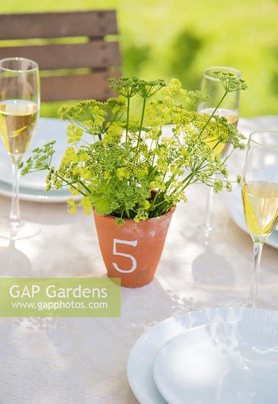 Alchemilla mollis and Parsley flowers in pot used as a table setting. 