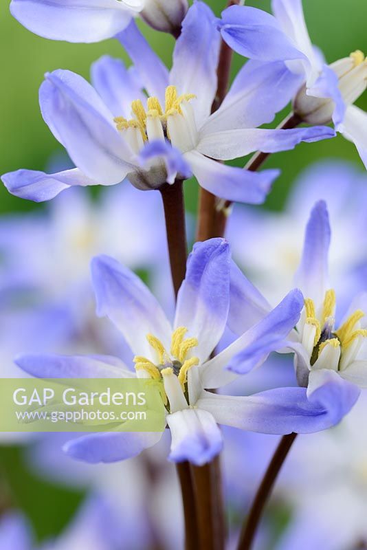 Chionodoxa forbesii 'Blue Giant' - Glory of the snow. Plant where two flowers have more than the normal six petals  