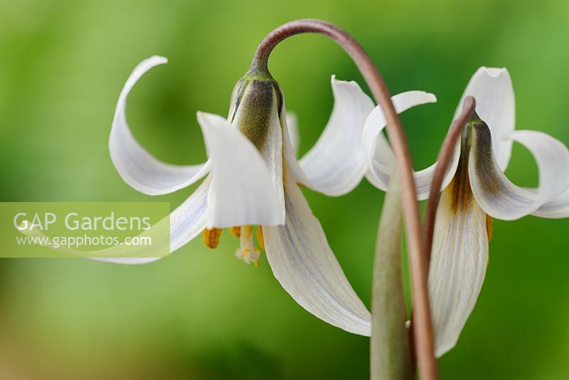 Erythronium dens-canis var. niveum - Dogs tooth violet, Trout lily 
