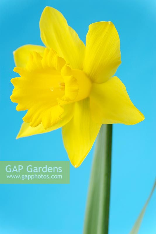 Narcissus 'Standard Value', Daffodil, Division 1, Trumpet 
