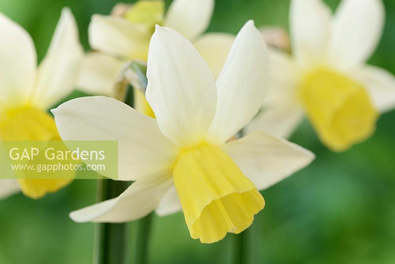 Narcissus 'Sailboat' AGM, Daffodil, Division 7, Jonquilla 