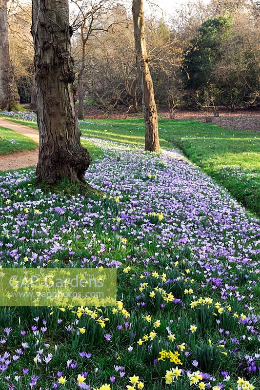 Naturalised Crocus tommasinianus with Narcissus Pseudonarcissus on a sloping bank along stream. Savill gardens Windsor