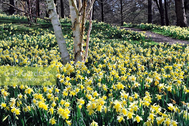 Narcissus pseudonarcissus naturalised. Valley Gardens Windsor
