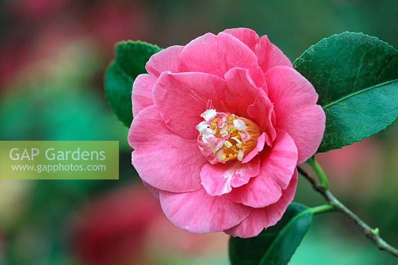 Camellia japonica 'R.L. Wheeler'