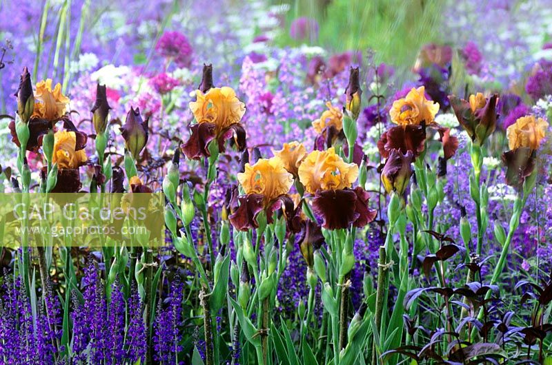 Iris 'Supreme Sultan' with Alliums and Salvia in Early summer border. The Daily Telegraph Garden. RHS Chelsea Flower Show 2006. Design: Tom Smith