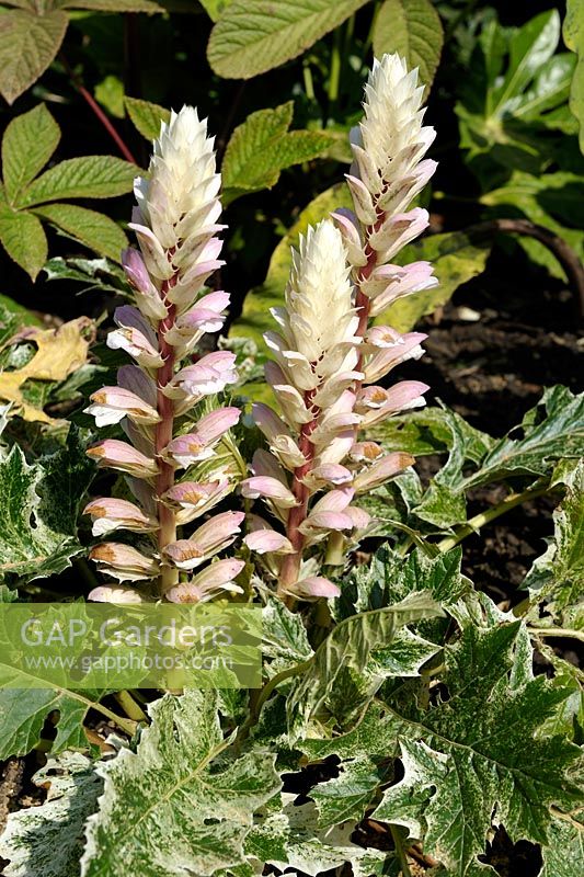 Acanthus mollis 'White Water' with variegated foliage