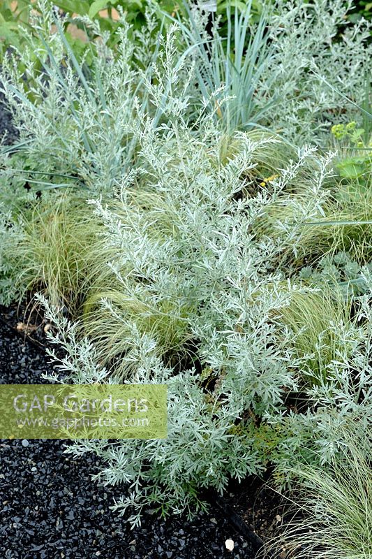 Artemisia absinthium with Carex in silver-grey coloured border edging a black path