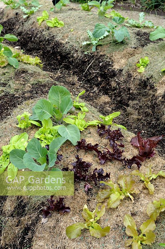 Lasagna gardening - Salads and Cabbages