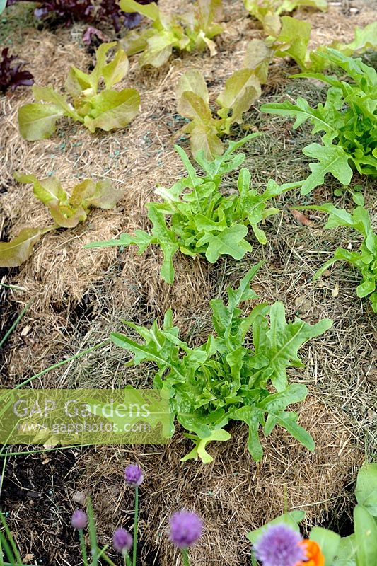 Lasagna gardening - Lettuce 'Catalogna Cerbiatta'